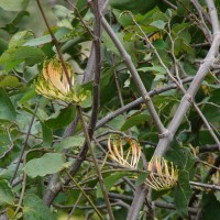 Dendrophthoe falcata (L.f.) Ettingsh.